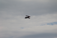 flugtag_2011_131_20110731_1486186433