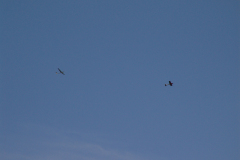 flugtag_2011_158_20110731_1707473190