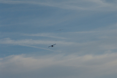 flugtag_2011_15_20110731_1863237413