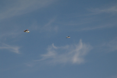 flugtag_2011_17_20110731_1441805598