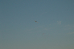 flugtag_2011_21_20110731_2039071366