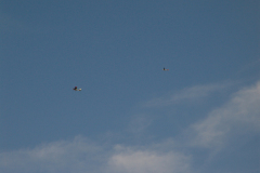 flugtag_2011_36_20110731_1390975959