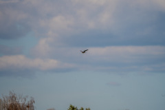 18042022_35_20220418_1711390596