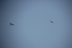 segelflug2018_27_20180831_1513755310