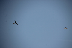 segelflug2018_28_20180831_1939966984