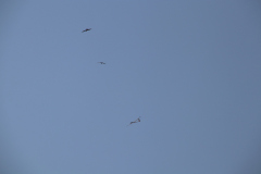 f2019_8_20190904_1394933454