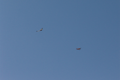 schlepptreffen_2_20130625_1959374532