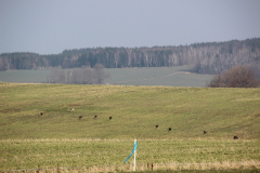 maerz_15_20190401_1036005226