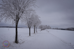 der_platz_7_20230313_1273081469