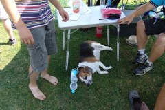 flugtag_122_20130802_2076829026