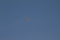 flugtag_137_20130802_1442357701