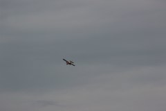 flugtag_2013_141_20130728_1351725923