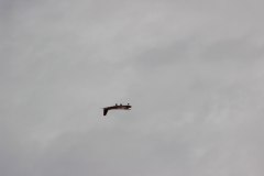 flugtag_2013_148_20130728_1772583380