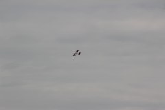 flugtag_2013_96_20130728_1946375012