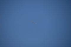 flugtage_130_20131003_1194737937