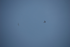 flugtage_131_20131003_1630821230