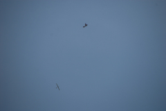 flugtage_133_20131003_1715671808