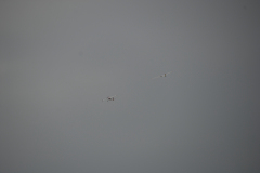 flugtage_163_20131003_1332321074