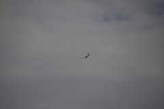 flugtage_209_20131003_1735054006