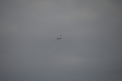 flugtage_210_20131003_2094888623