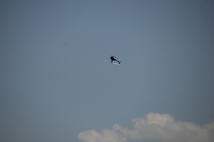 flugtage_41_20131003_1879971375