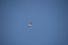 flugtage_47_20131003_1623321110