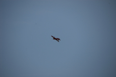 flugtage_86_20131003_1751594105