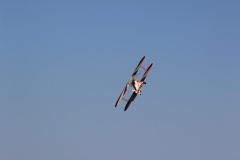 flugtag_reinholdshain_272_20120428_1790024254