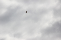 fw-august-_93_20190810_1749169578