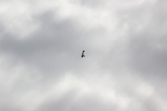 fw-august-_94_20190810_1939343776