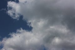 flyingcircus2k15_105_20150714_1855416607