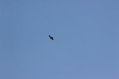 flyingcircus2k15_123_20150714_1286834740