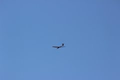 flyingcircus2k15_126_20150714_1246579770