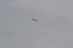flyingcircus2k15_175_20150714_1738622821
