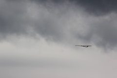 flyingcircus2k15_190_20150714_1667338772