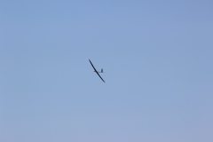 flyingcircus2k15_46_20150714_2060008136