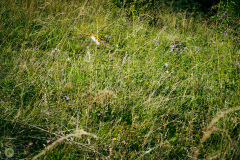 fiss_2021-_61_20210823_1096993076