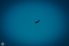 ff-2021_10_20210619_1102963169
