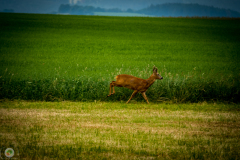 ff_1_20210620_2069178121