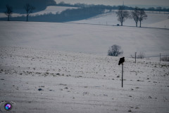schnee-jan-21-_29_20210131_1700184544