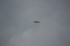 ila_2012_276_20120914_1984562734
