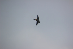 ila_2012_297_20120914_1977546586