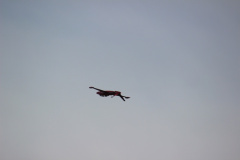 ila_2012_317_20120914_1041481162