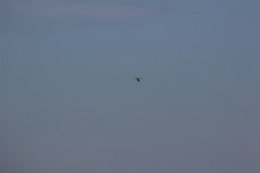 ila_2012_71_20120914_1432286164