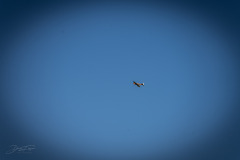 17072022-_25_20220717_1729921986