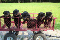 endlich_sonne_6_20130615_1229104948