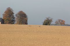 letzte Sonnenstrahlen