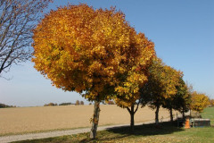 letzte_sonnenstrahlen_1_20121023_1880128937