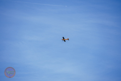 mfv-maerz_10_20240319_2060187801