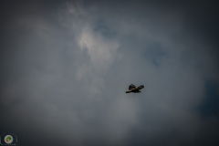 sonntags_35_20210606_1793563778